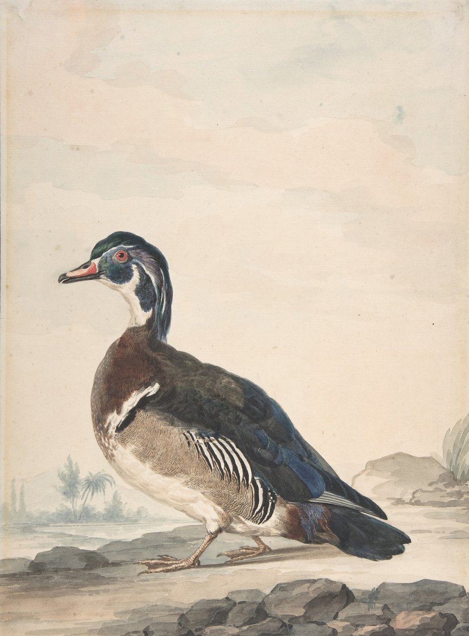 Um pato, 1725-92. de Aert Schouman