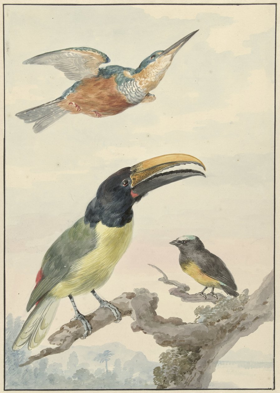 Três pássaros: um martim-pescador, um tucano do Príncipe von Wied e um organista de Aert Schouman