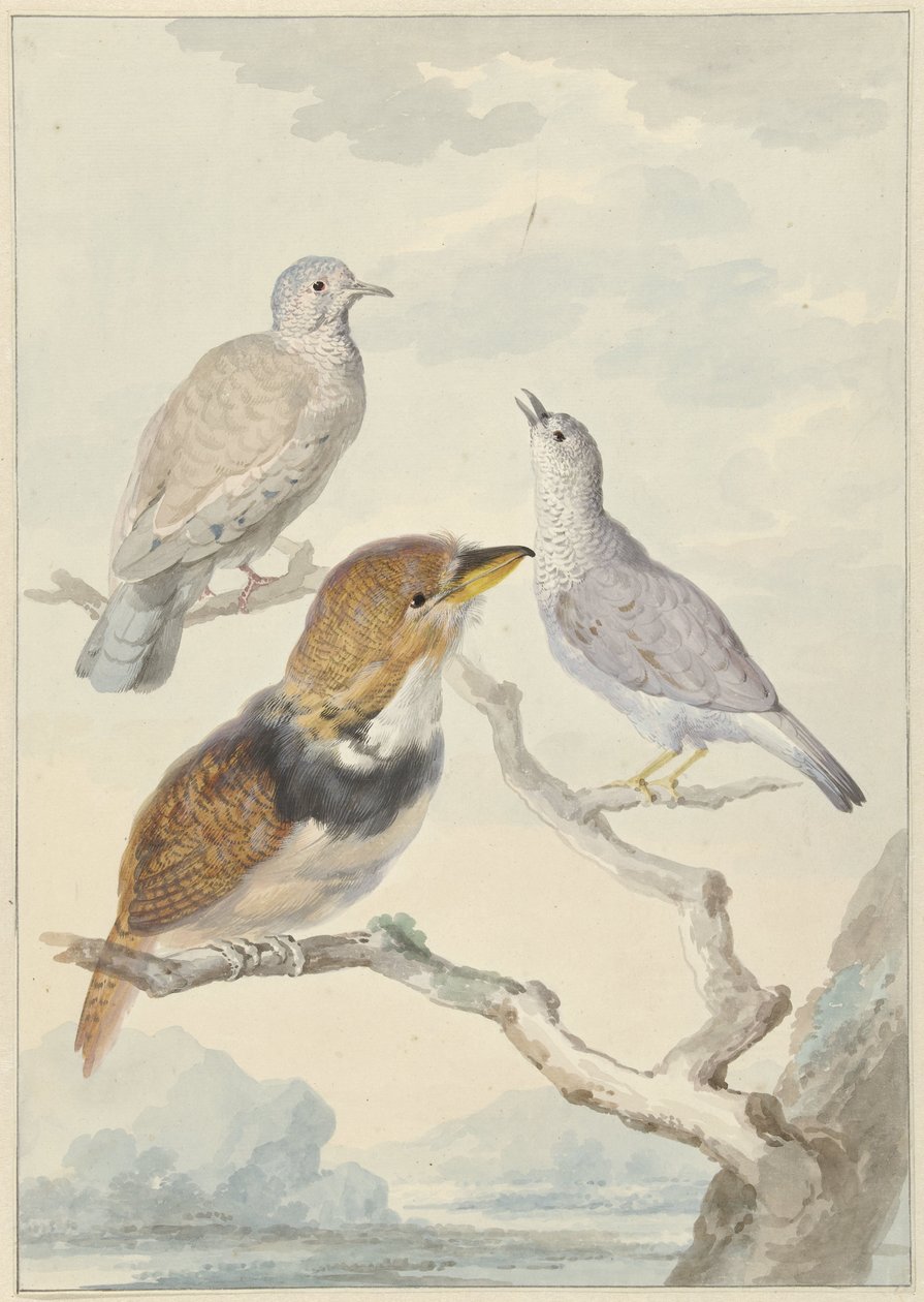 Três pássaros, dois pombos incas e um cuco de barbudo de colarinho de Aert Schouman