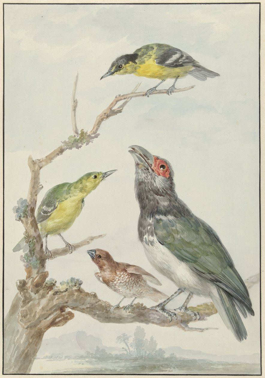 Quatro Aves Diferentes num Ramo de Aert Schouman