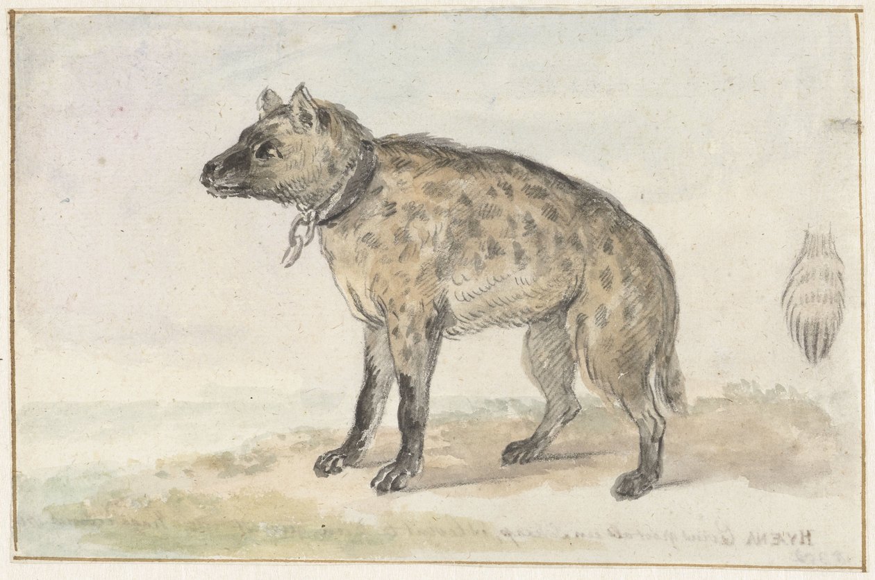 hiena-malhada de Aert Schouman
