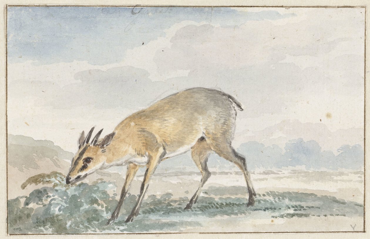 Galinha da Guiné ou Sylvicapra Grimmia de Aert Schouman