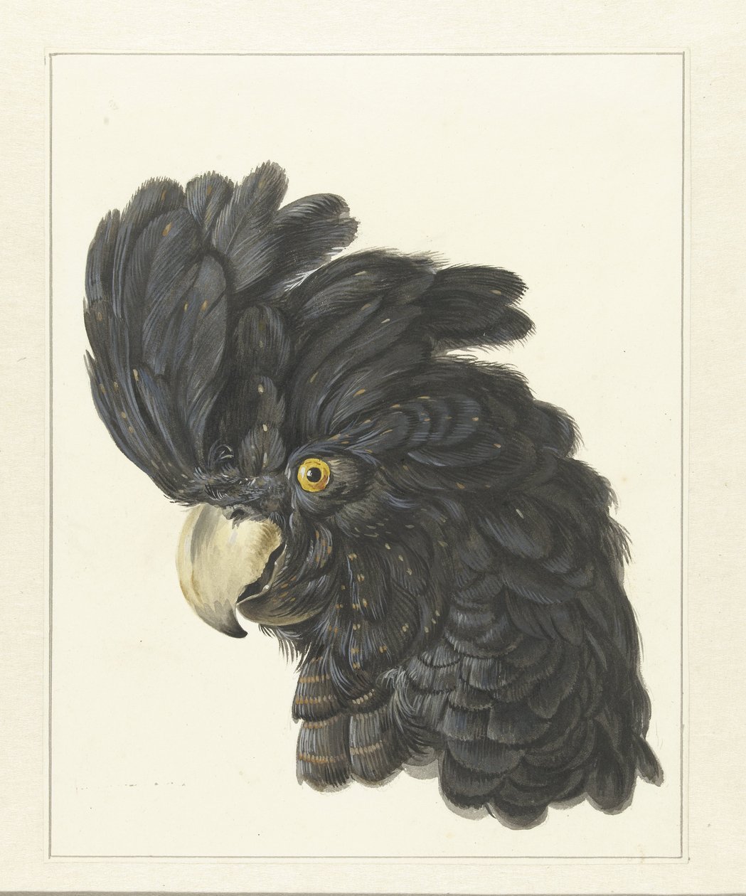 Cabeça de uma cacatua Cabeça de um papagaio (título no objeto) de Aert Schouman