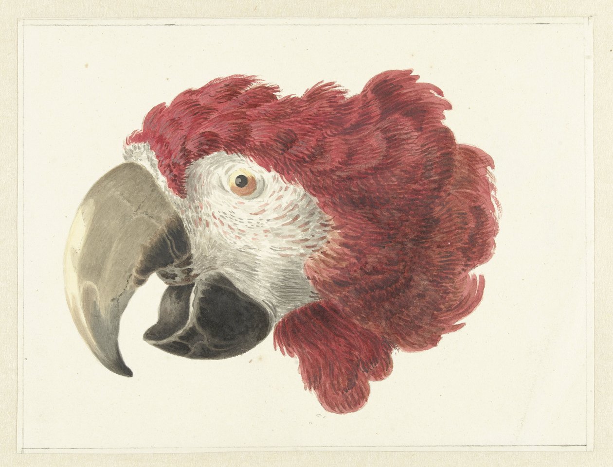 Cabeça de uma arara
Cabeça de um papagaio (título sobre o objecto) de Aert Schouman