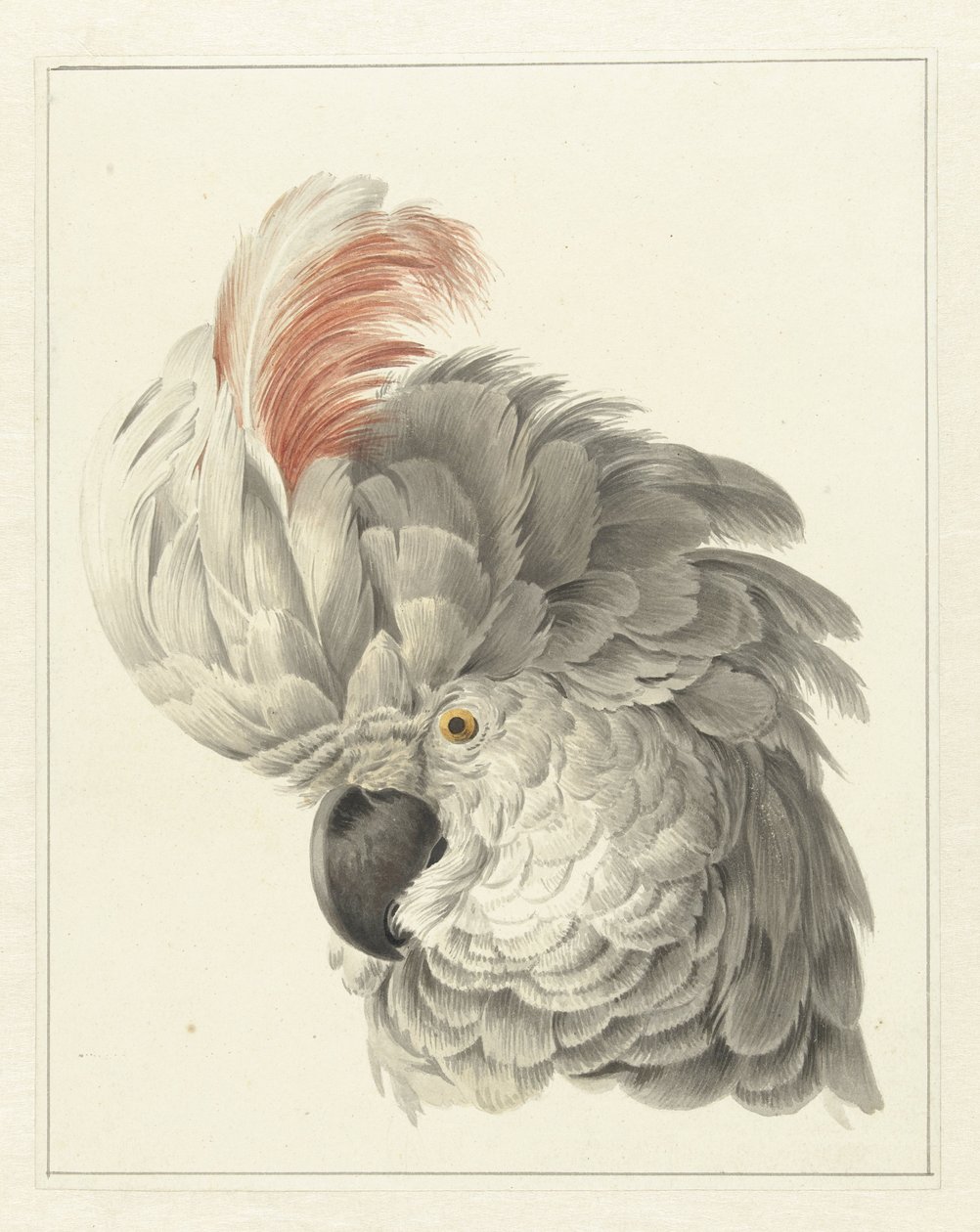 Cabeça de uma catatua
Cabeça de papagaio (título sobre o objecto) de Aert Schouman