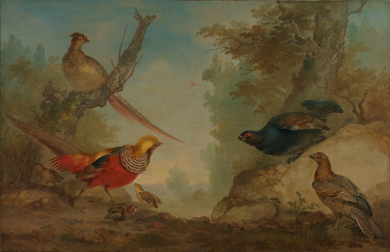 Faisãs de Aert Schouman