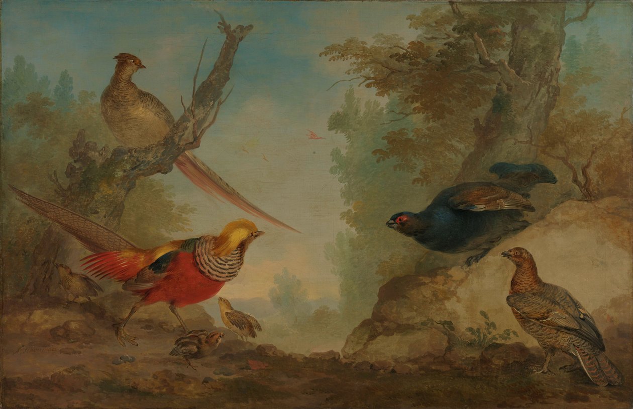 Faisões de Aert Schouman