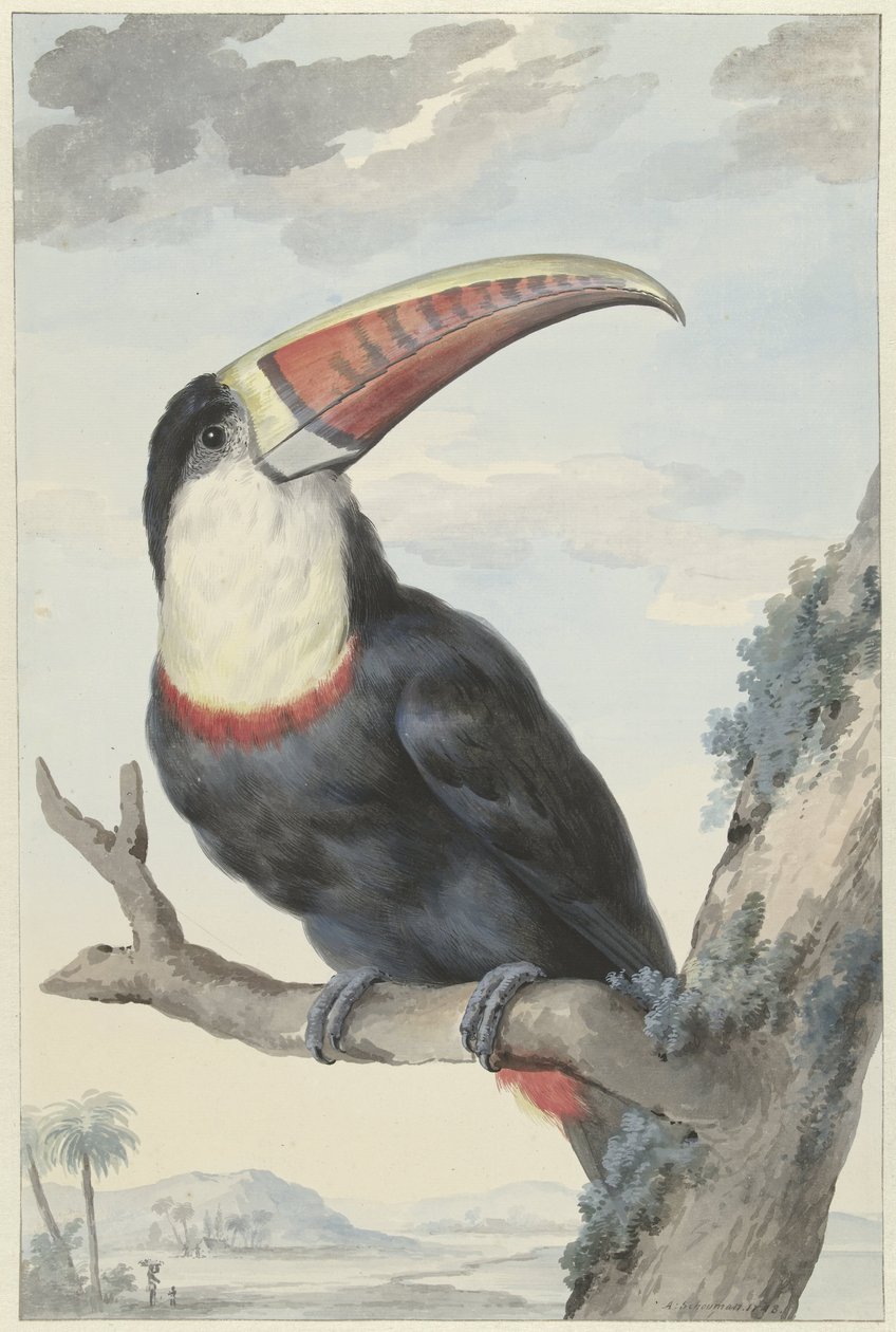 Tucano de bico vermelho de Aert Schouman