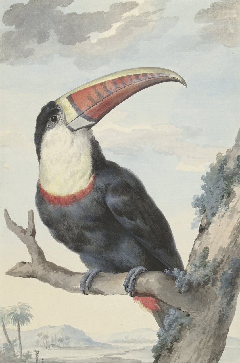 Tucano-de-bico-vermelho, 1748 de Aert Schouman