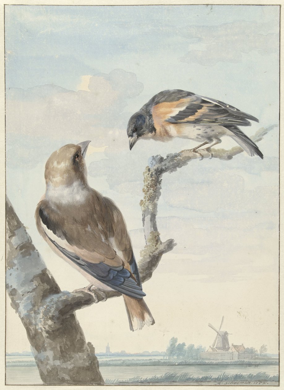 Dois pássaros: um fringilhão de maçã (Coccothraustes coccothraustes) e um tratador (Fringilla montifringilla) de Aert Schouman