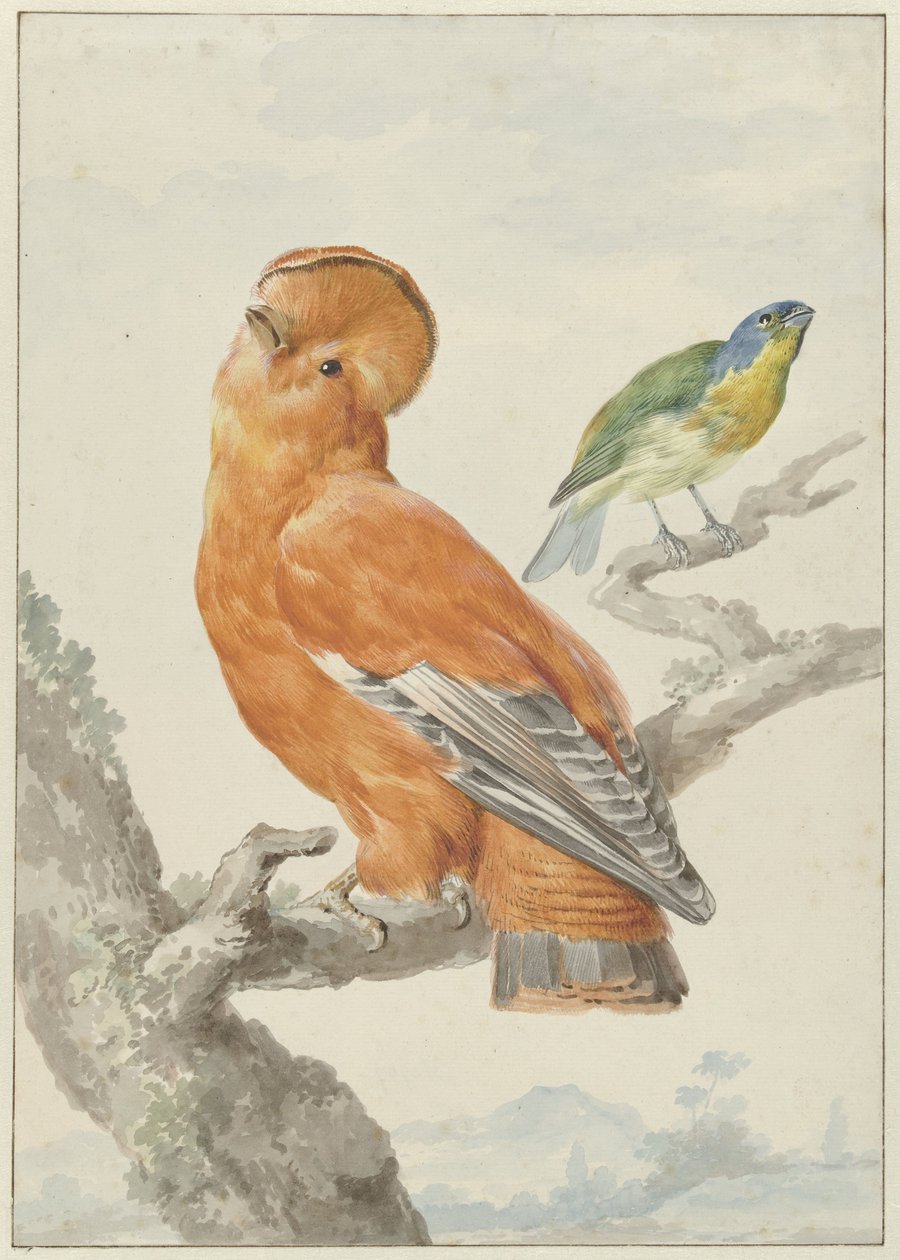 Duas Aves Exóticas
Dois pássaros: um galo-rock laranja (Rupicola rupicola) e um arco-íris (Passerina leclancherii) de Aert Schouman