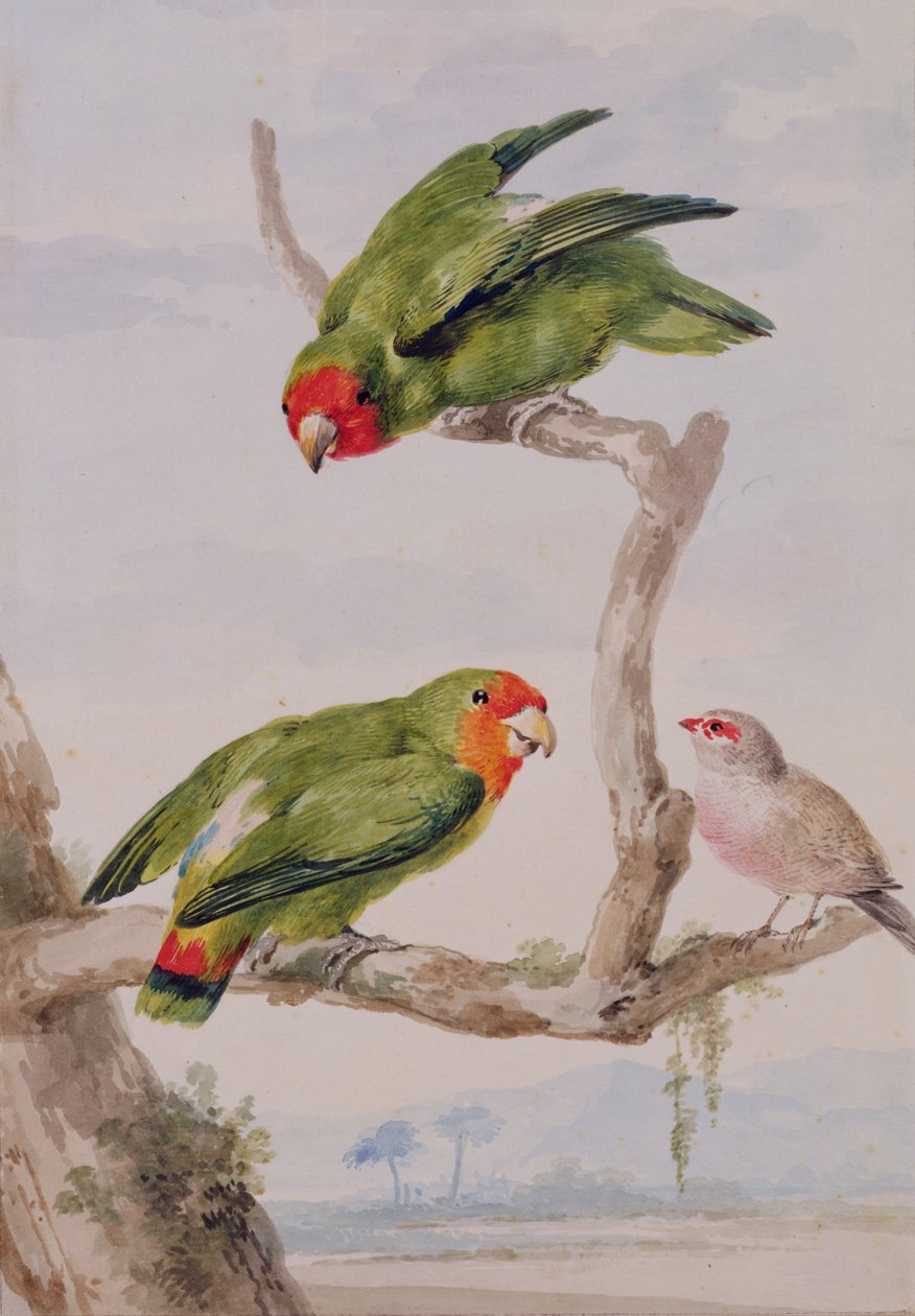 Dois pombinhos vermelhos e um waxbill, 1756 (giz, wc & lápis sobre papel) de Aert Schouman