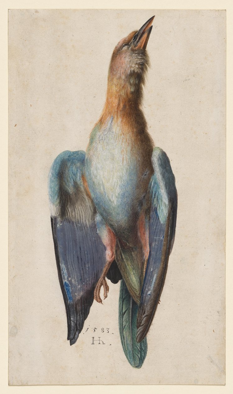 Rolo Azul Morto de After Albrecht Dürer