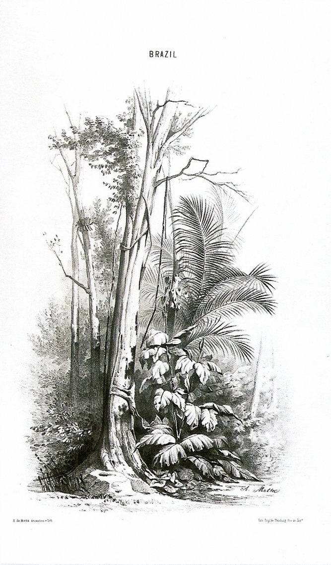 Vista de uma floresta - Brasil de Agostinho Jose da Mota