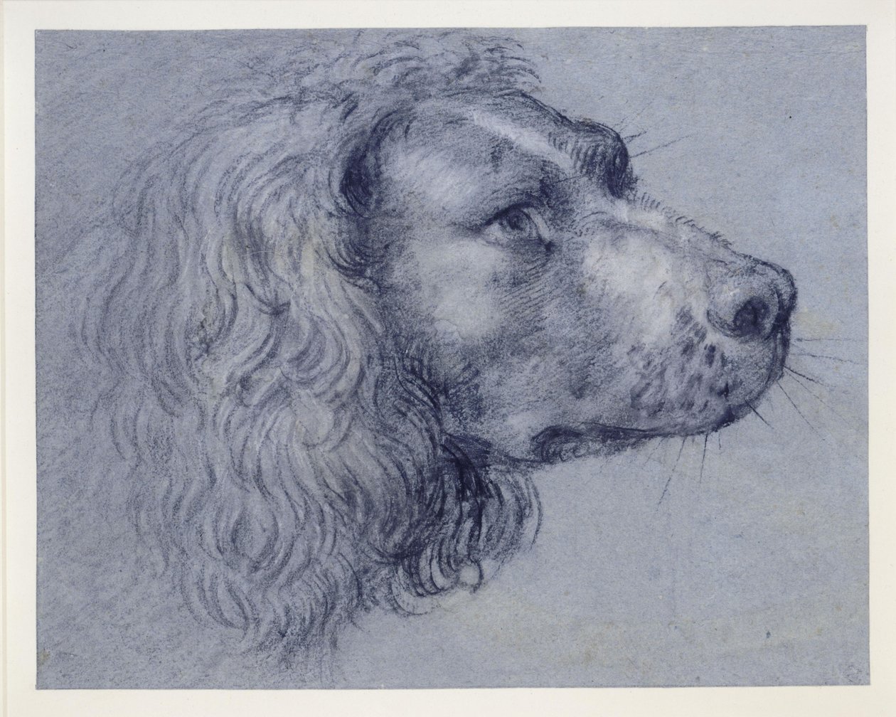 Estudo de cabeça de um spaniel de Agostino Carracci