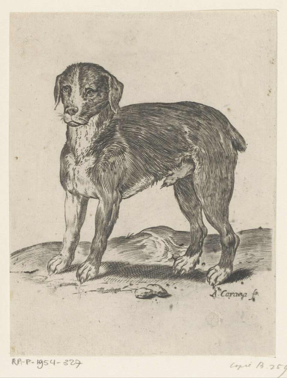Cão de pé de Agostino Carracci