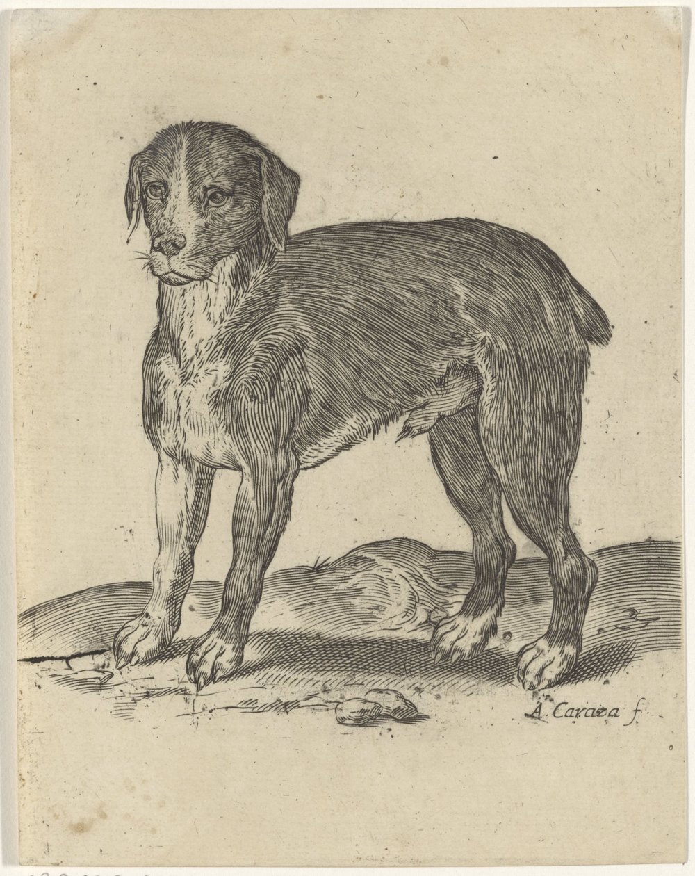 Cão de pé de Agostino Carracci