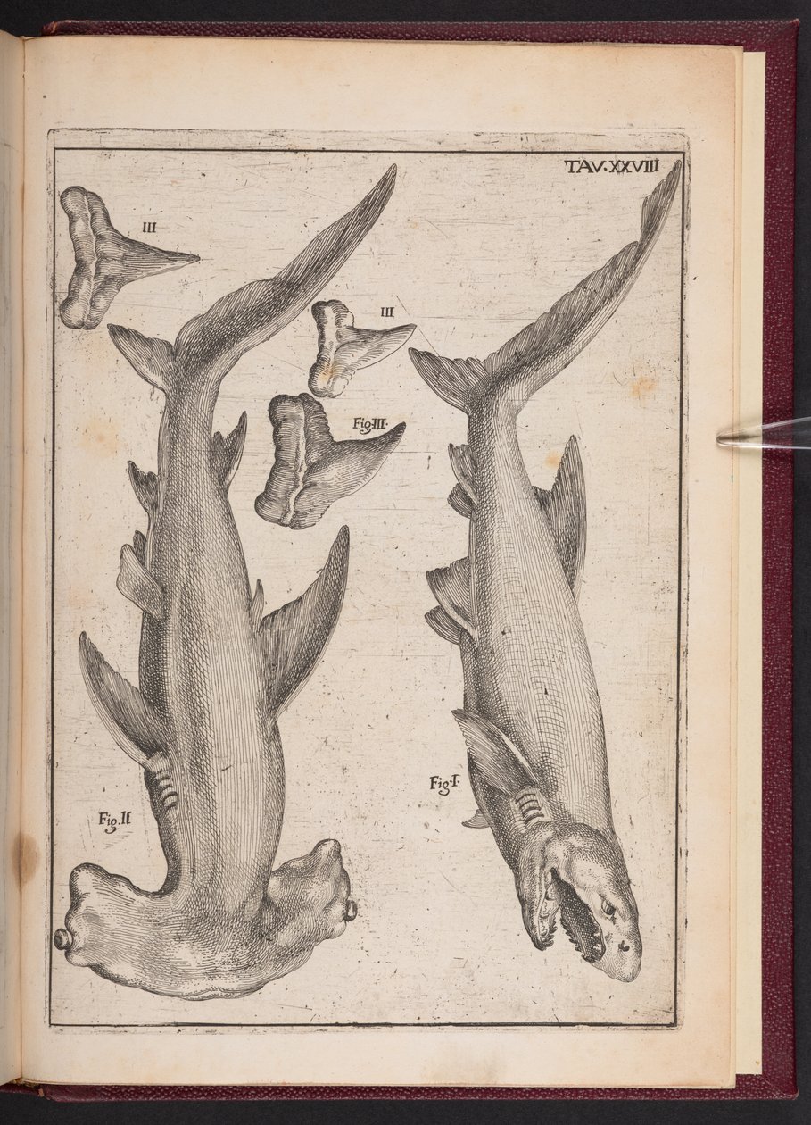"Peixe vaca", "Peixe muleta", "Dentes de Peixe muleta", de "Vã especulação desiludida pelos sentidos". Carta reactiva sobre os corpos marinhos petrificados que se encontram em vários lugares terrestres", placa 28 de Agostino Scilla
