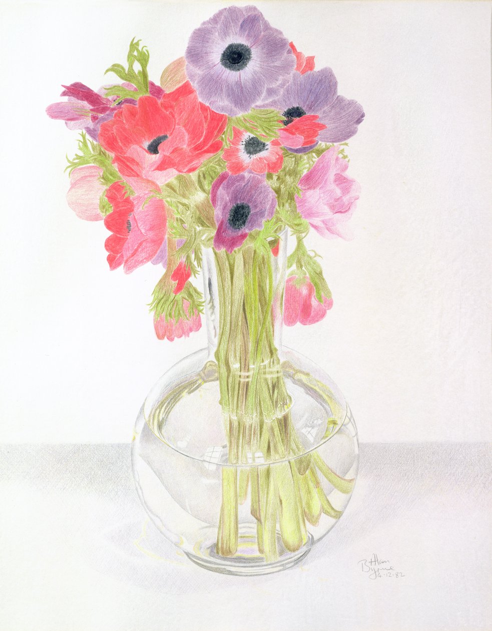 Anemonies, 1982 (lápis colorido sobre papel) de Alan Byrne