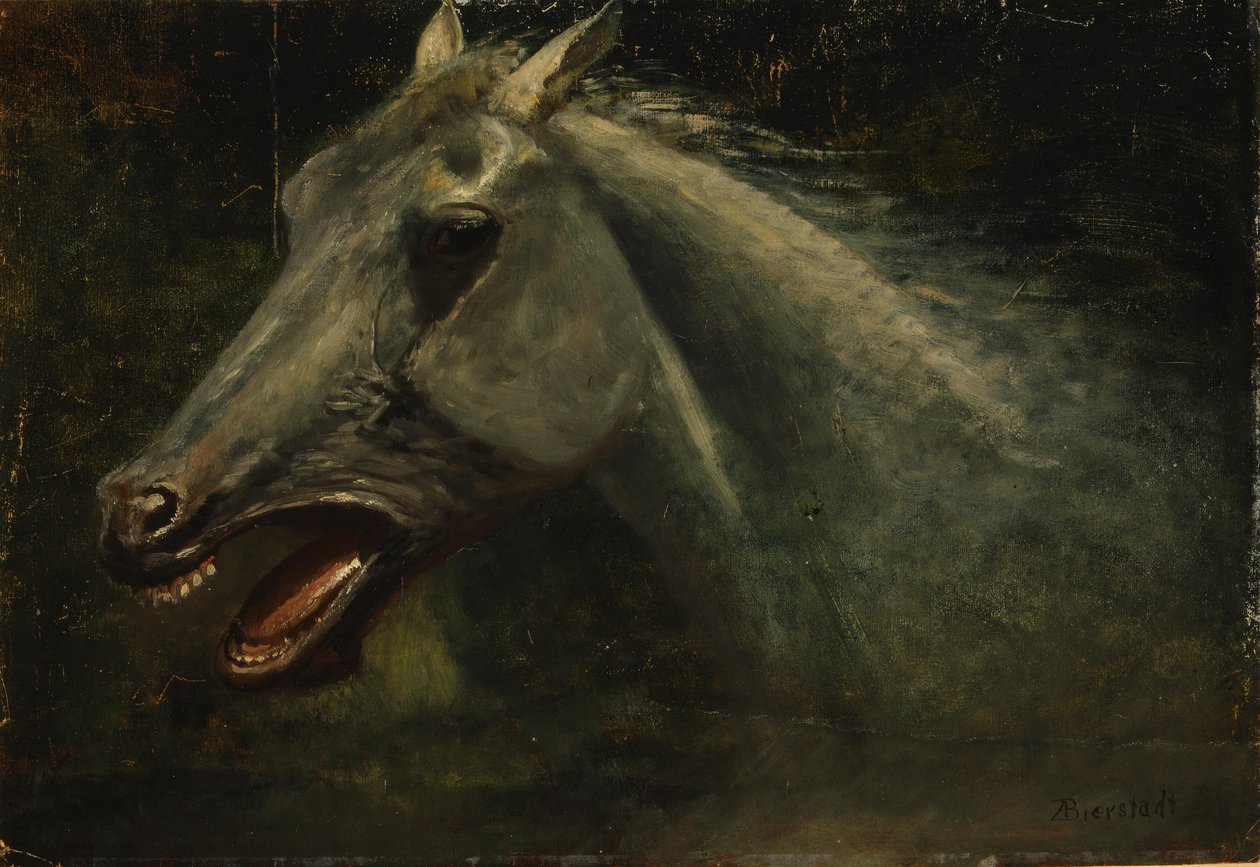 Um garanhão selvagem de Albert Bierstadt