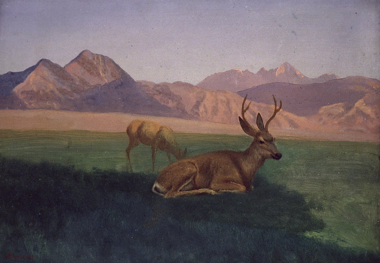 Deer de Albert Bierstadt