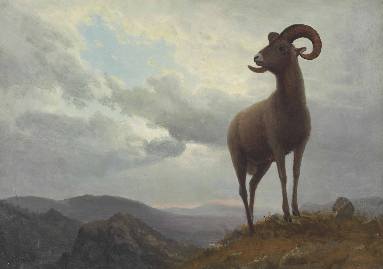 Ovelhas com longos chifres de Albert Bierstadt