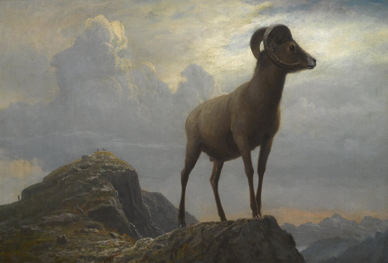 Estudo de um Ram Bighorn de Albert Bierstadt