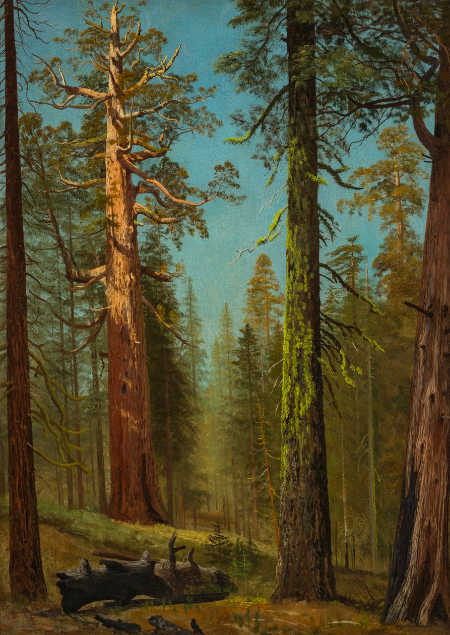 A, sequoia gigante grizzly, bosque mariposa, califórnia de Albert Bierstadt