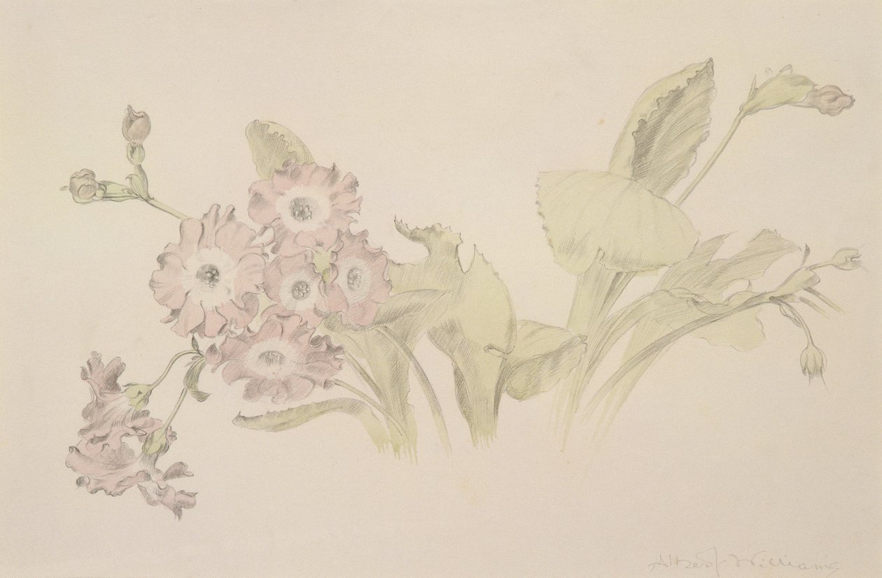 Auricula (wc e lápis no papel) de Albert Williams
