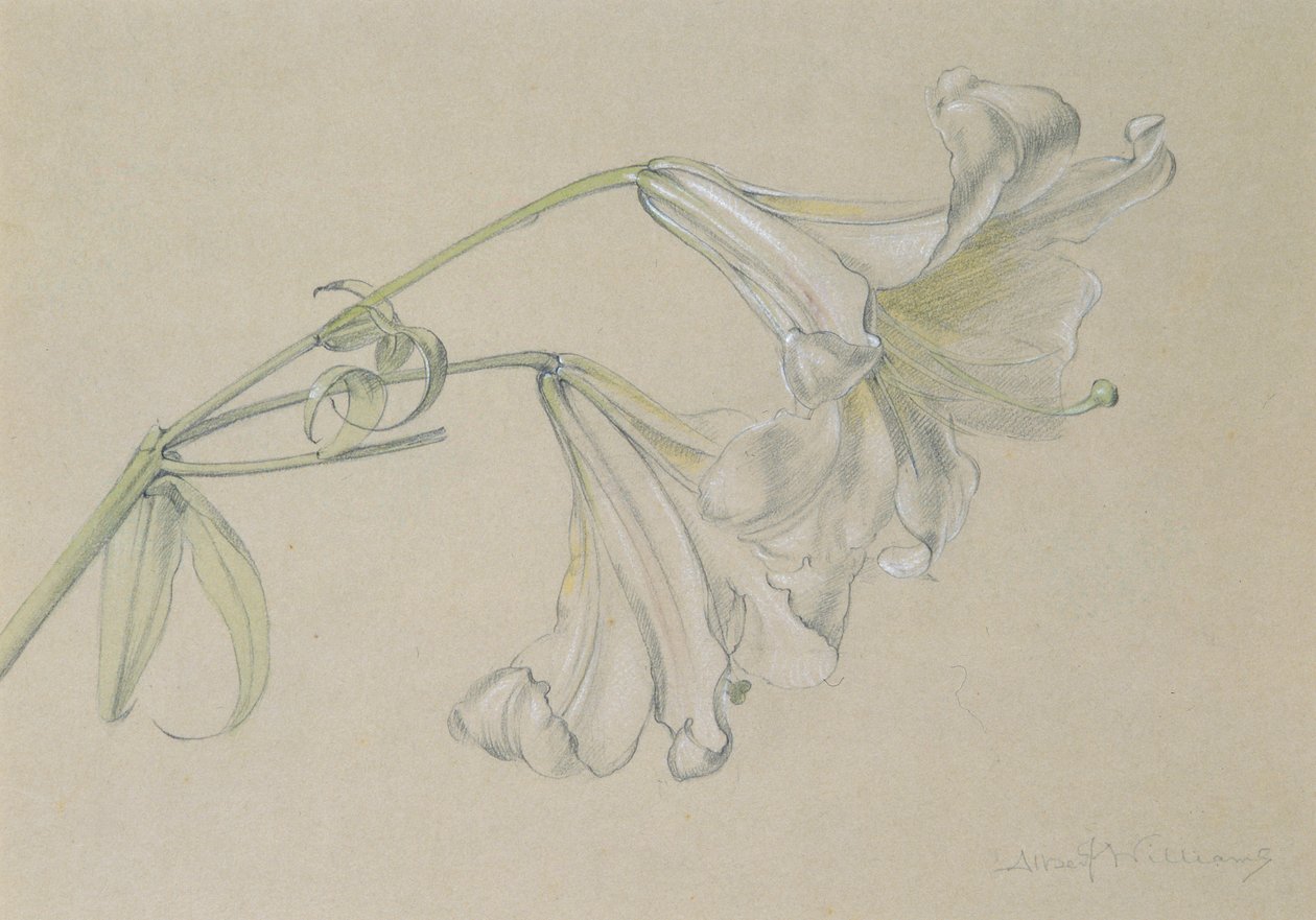 Lily (wc, lápis e giz no papel) de Albert Williams