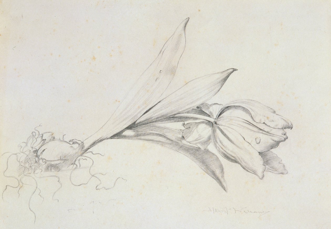 Tulipa de Albert Williams