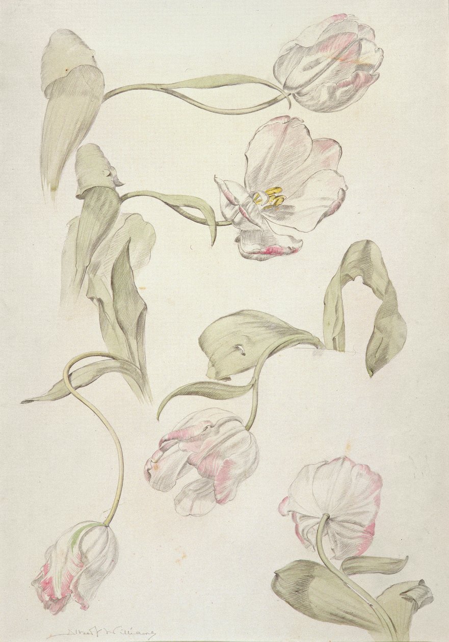 Tulipas (wc e lápis sobre papel) de Albert Williams