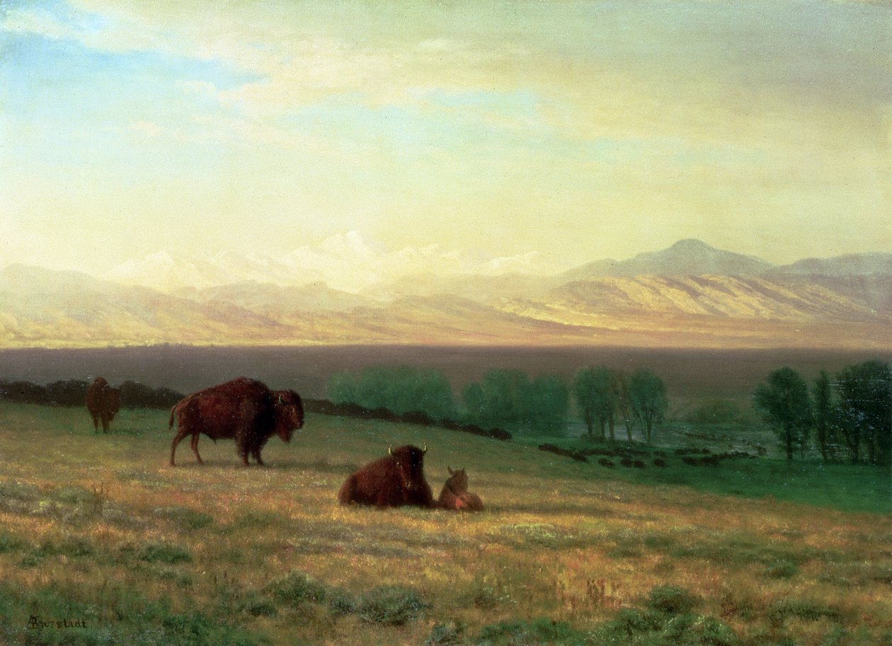 Búfalo nas planícies, c.1890 de Albert Bierstadt
