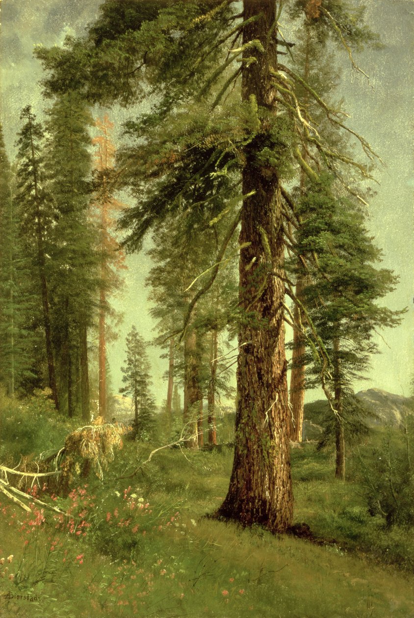Redwoods da Califórnia de Albert Bierstadt