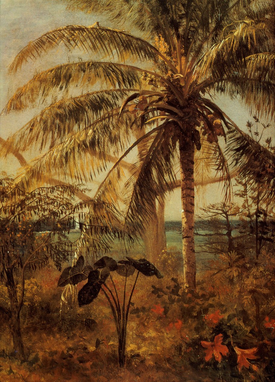 Palmeira, Nassau, 1892 de Albert Bierstadt