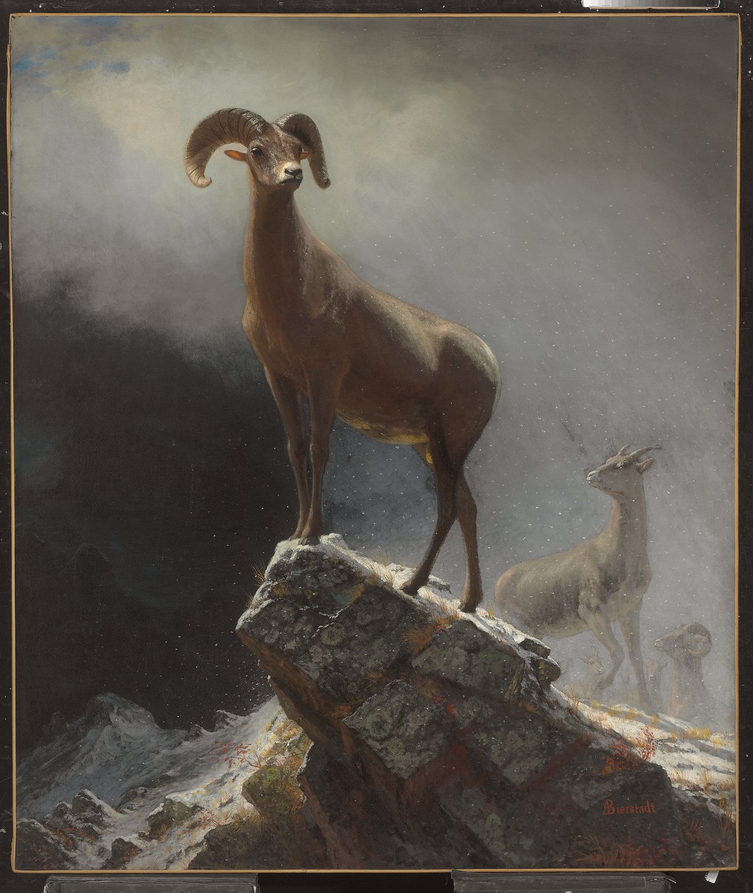 Ovelhas da montanha rochosa ou Big Horn, Ovis, Montana, c.1884 de Albert Bierstadt