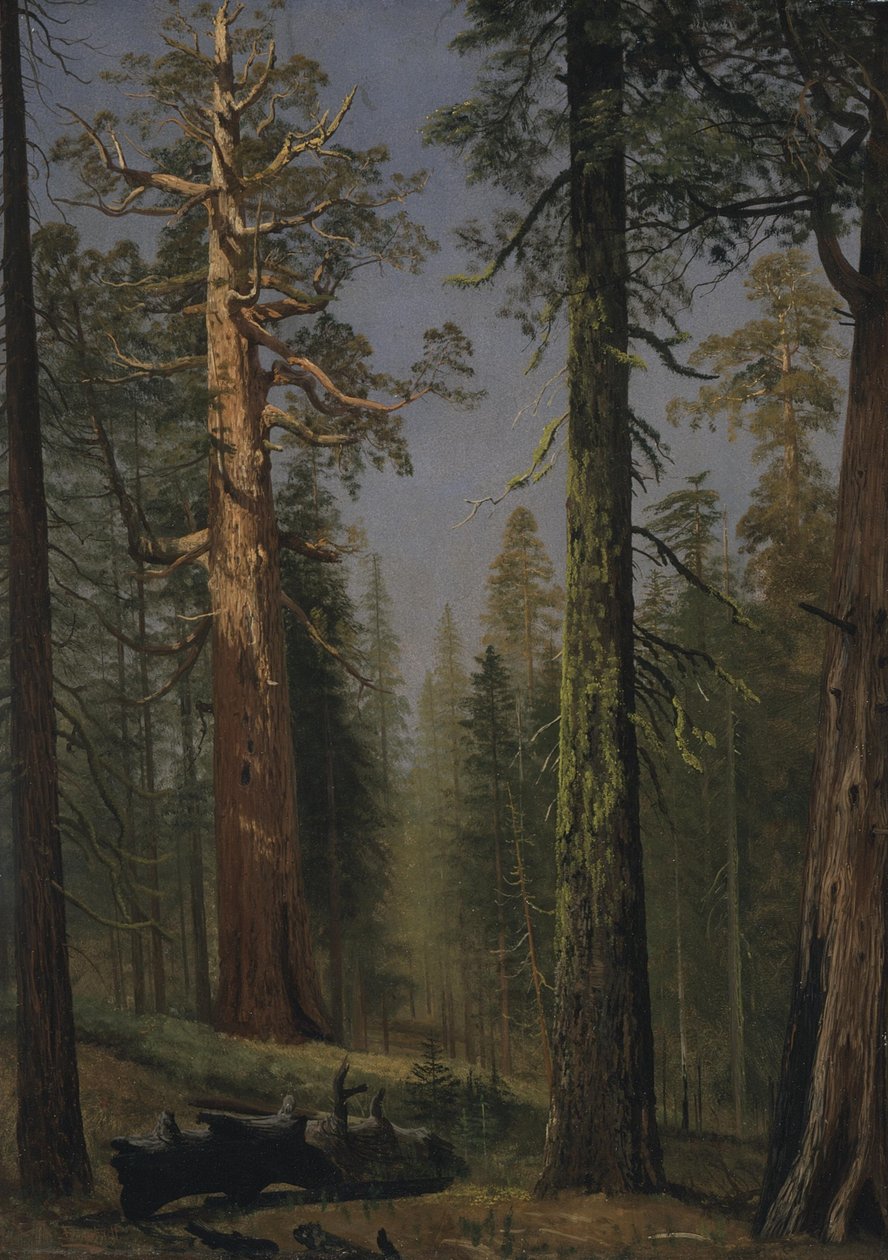 A Sequoia Gigante Grizzly, Mariposa Grove, Califórnia de Albert Bierstadt