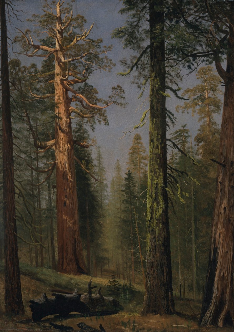 A Sequoia Gigante Grizzly, Mariposa Grove, Califórnia de Albert Bierstadt
