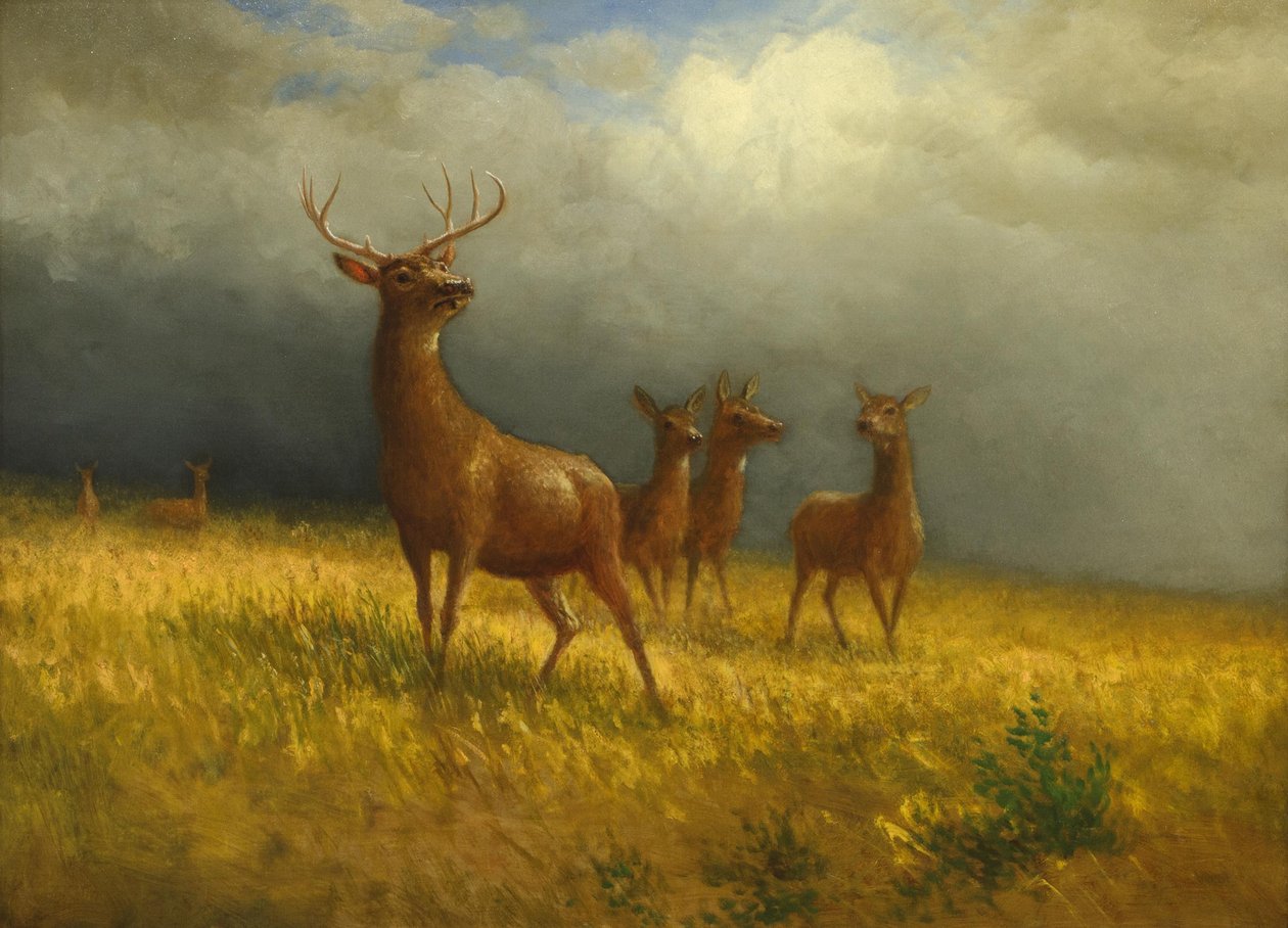 "Três veados e um veado" de Albert Bierstadt, c. 1885 de Albert Bierstadt