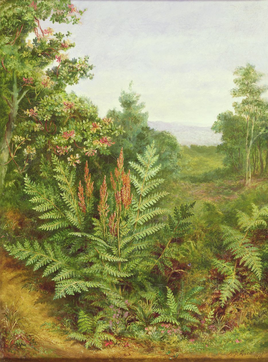 Madressilva e samambaias de Albert Durer Lucas