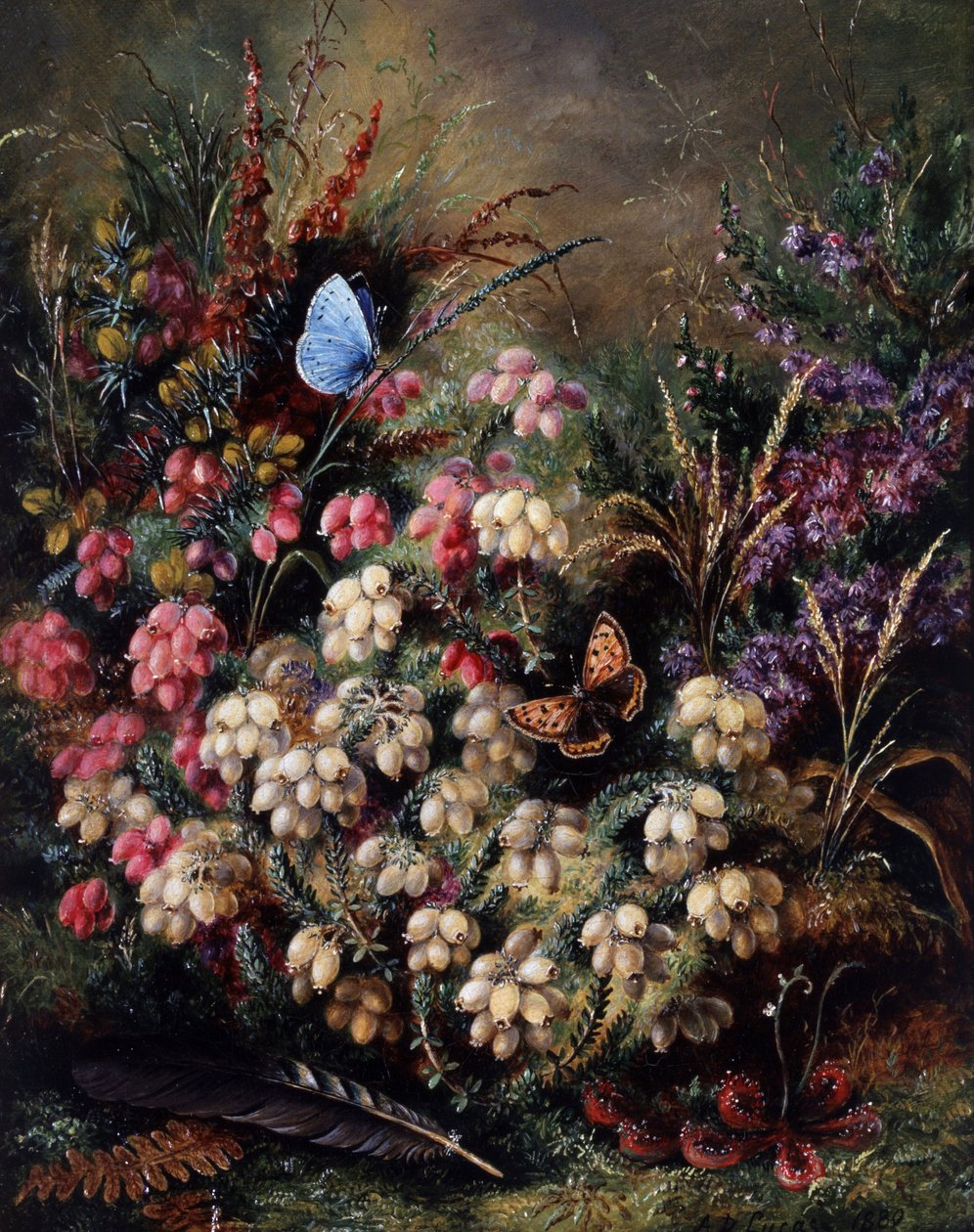 Borboleta na urze de Albert Durer Lucas