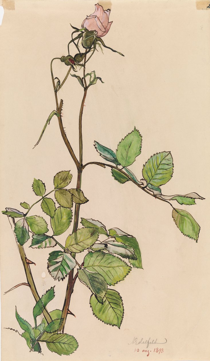 Rosa de Albert Edelfelt
