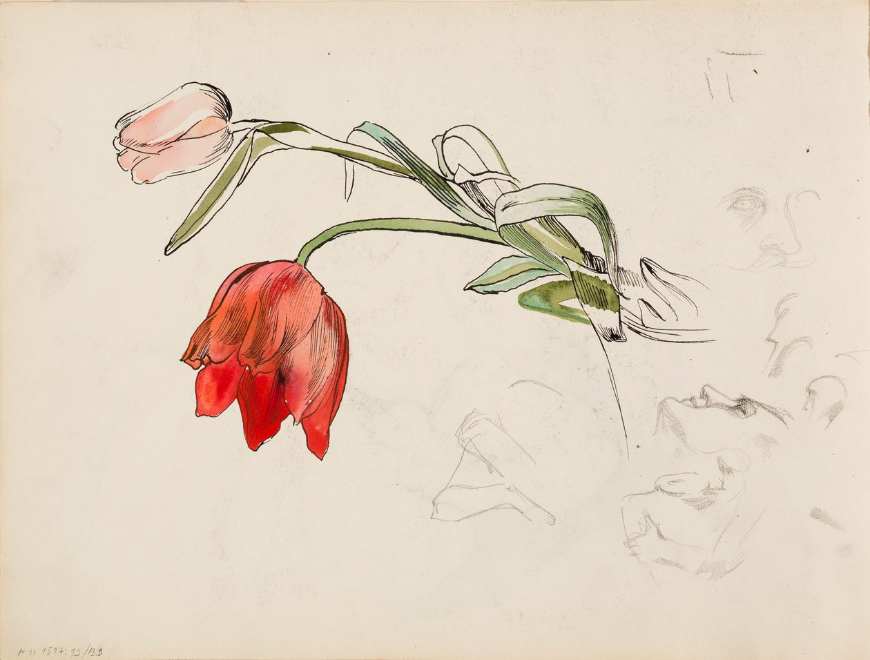 Tulipas, documentos de pesquisa de rosto de Albert Edelfelt