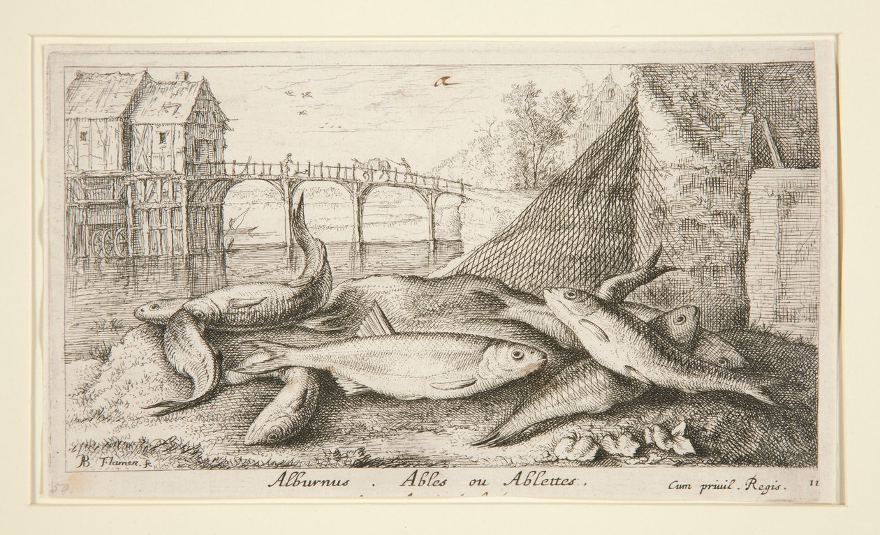 Alburnus. Ablettes ou Ablettes de Albert Flamen