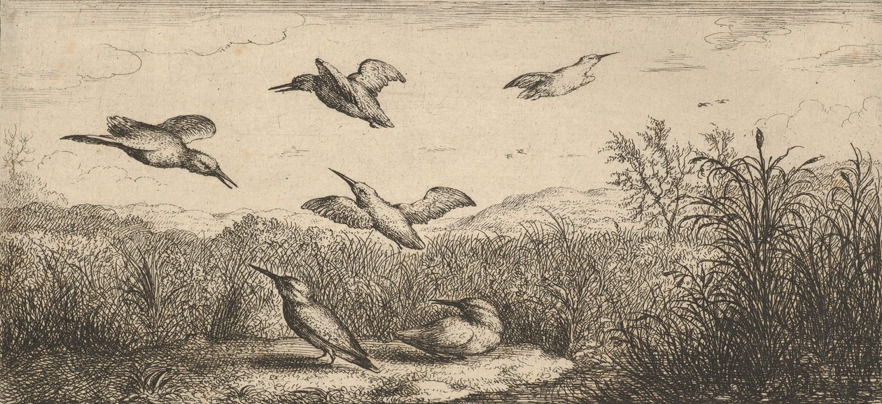 Alcedo, Martin-pescheur O Martim-pescador: Livre d