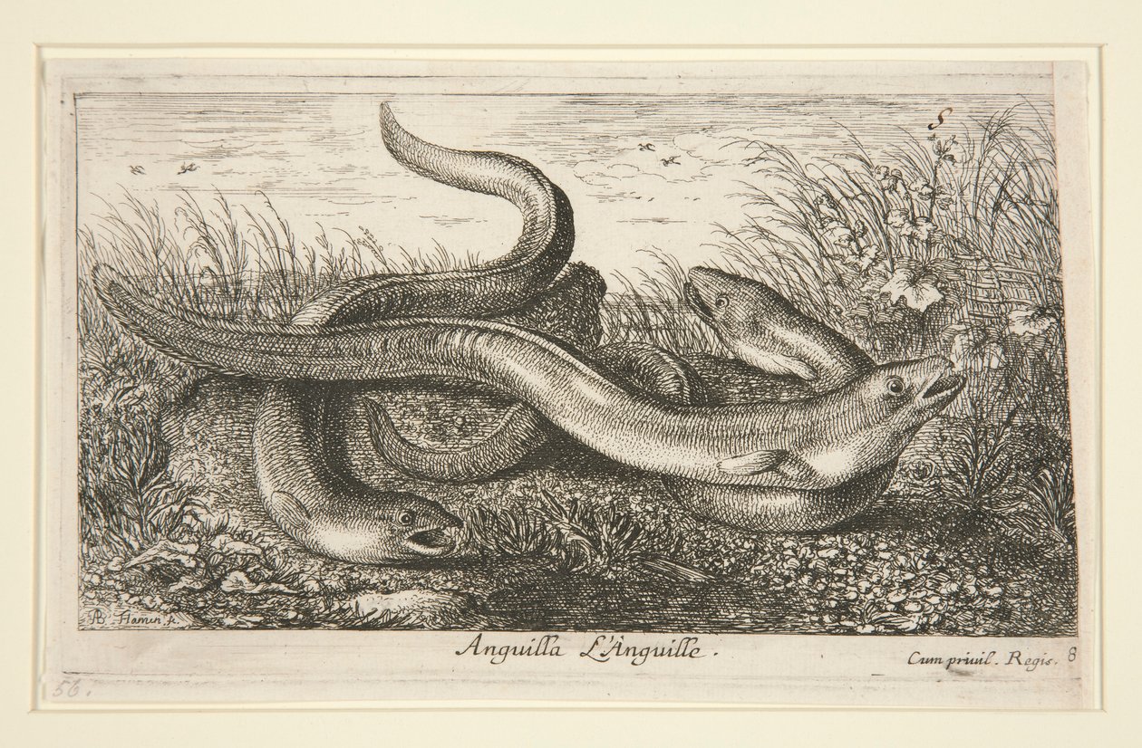 Anguila. L de Albert Flamen