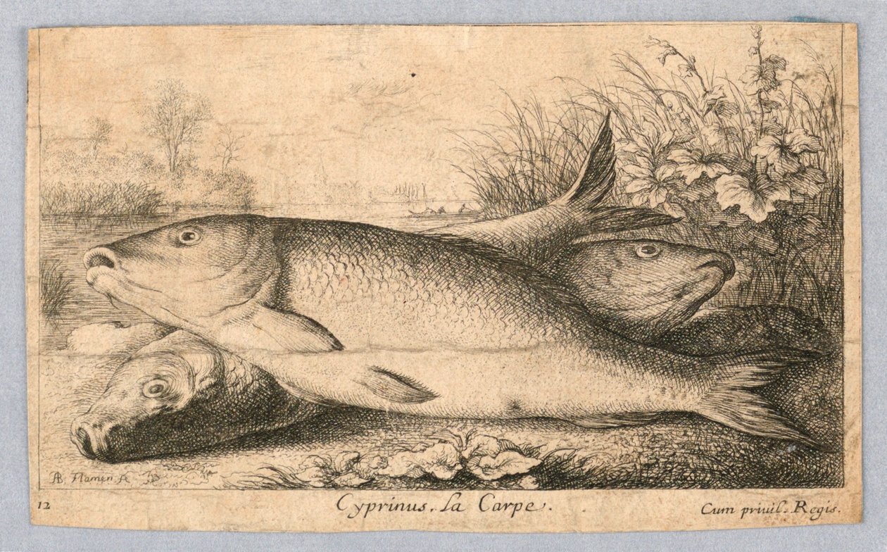 Carpa de Albert Flamen