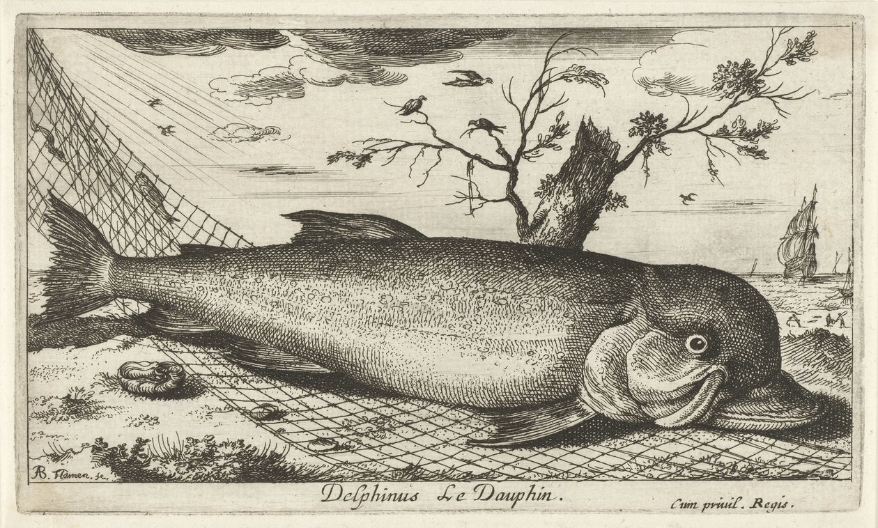 Golfinhos numa rede de pesca
Delphinus Le Dauphin (título sobre o objecto)
Peixes e outros animais marinhos - terceira série de água salgada (título da série)
Poissons de mer (título da série) de Albert Flamen