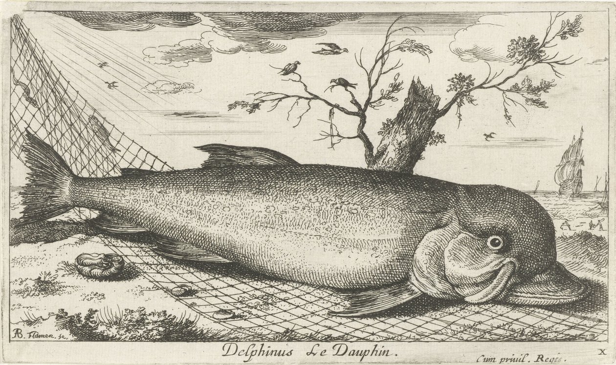 Golfinho em uma rede de pesca Delphinus Le Dauphin. (título no objeto) Peixes e outras criaturas marinhas - terceira série de água salgada (título da série) Poissons de mer (título da série) de Albert Flamen
