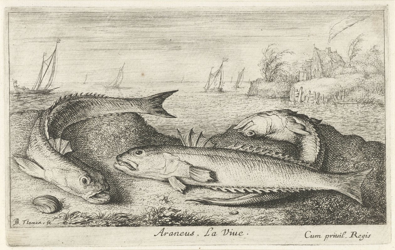 Três weevers manchados na praia Araneu. LaVie. (título no objeto) Peixes e outras criaturas marinhas - segunda série de água salgada (título da série) Poissons de mer (título da série) de Albert Flamen